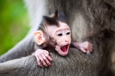 Yawning baby monkey clipart