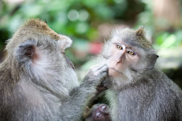 Due scimmie — Foto Stock