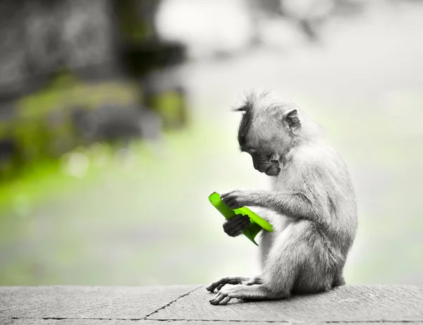 Mono con hoja — Foto de Stock