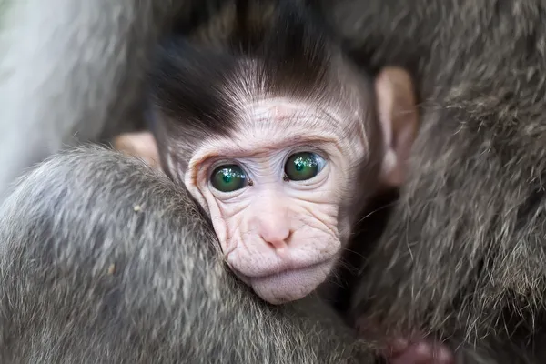 Baby macaque — Stock Photo, Image