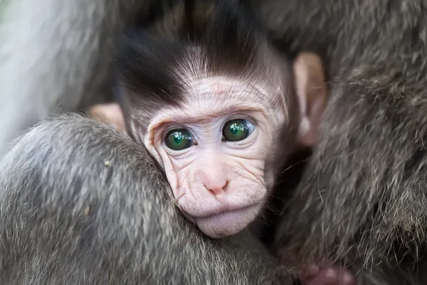 Baby makaak — Stockfoto