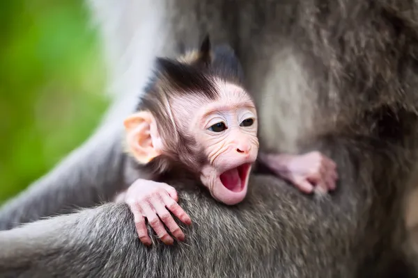 Gapende baby aap — Stockfoto