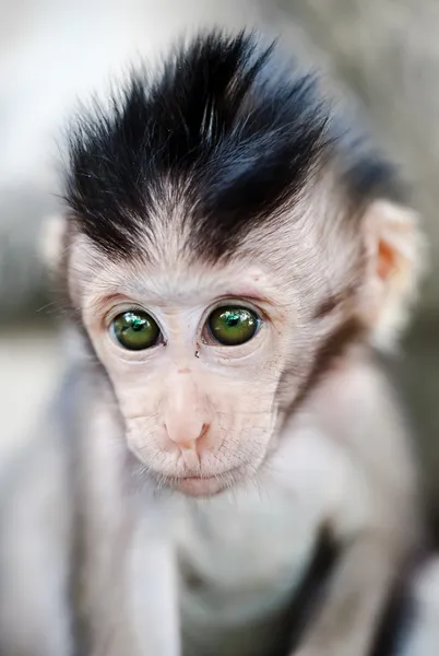 Retrato de macaco bebé — Fotografia de Stock