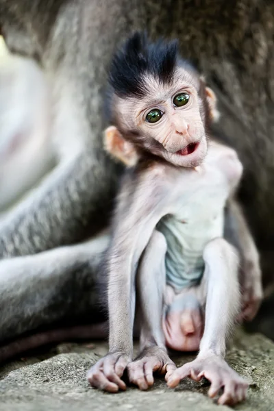 Cute baby macaque — Stock Photo, Image