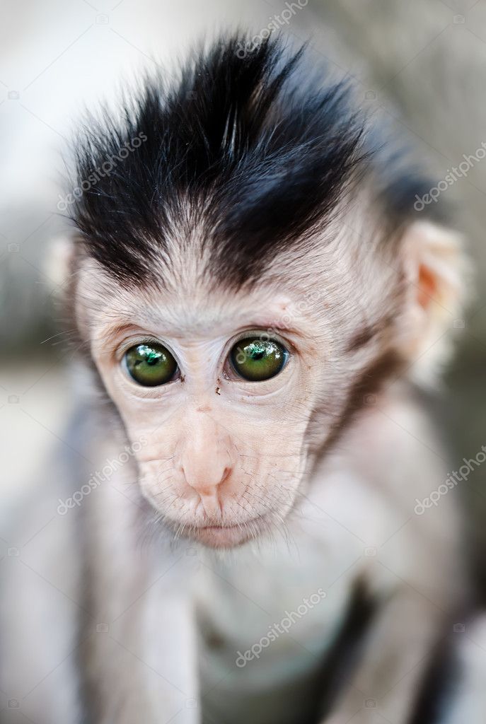 Baby Monkey Portrait Stock Photo Image By C Magicinfoto 5