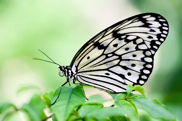 stock image Butterfly