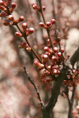 Branches of a tree with delicate pink flowers un-blown clipart