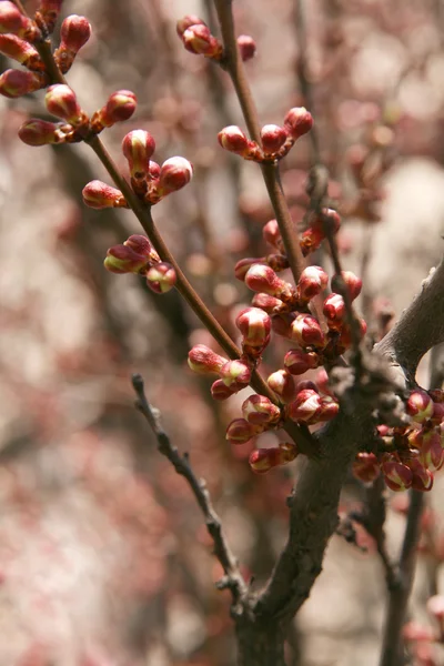 stock image Branches of a tree with delicate pink flowers un-blown