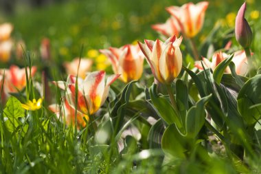 Lale Park güneşli bir bahar sabahı flowerbed içinde