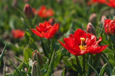 Lale Park güneşli bir bahar sabahı flowerbed içinde