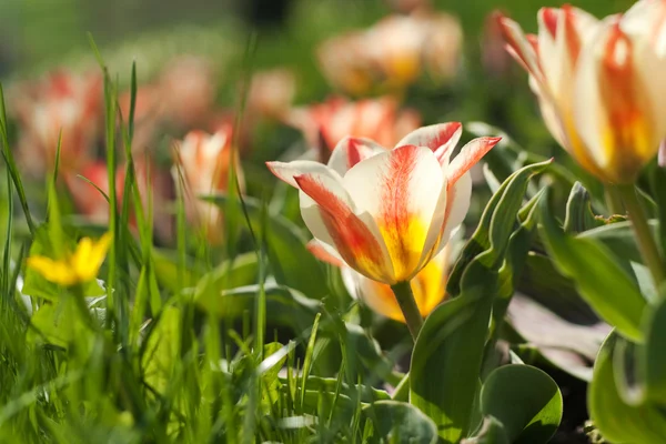 stock image Tulips in a flowerbed in a park sunny spring morning