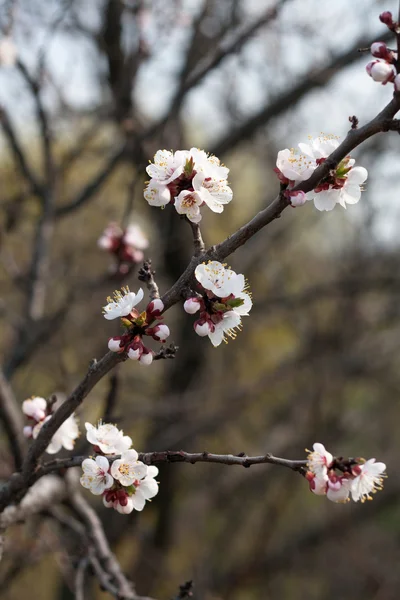 stock image Flowering cherry branches in spring, sunny day