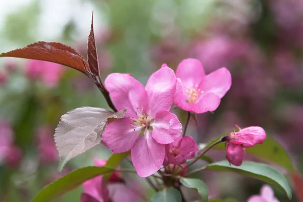 Bloeiende takken van bomen met roze bloemen — Stockfoto