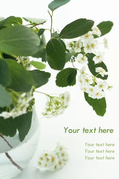 ガラス花瓶に白い花の花束 — ストック写真