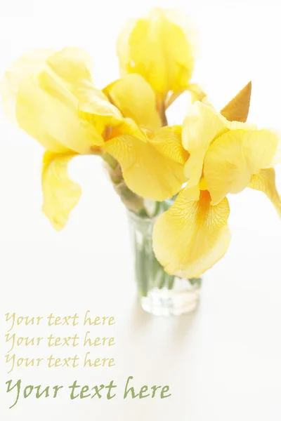 Kytice žluté kosatce v skleněná váza — Stock fotografie
