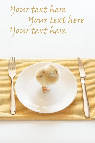 Petite poulette jaune debout sur une assiette blanche — Photo