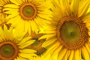 Beautiful yellow Sunflower clipart