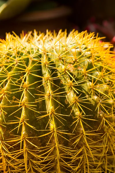 Espinas de cactus — Foto de Stock