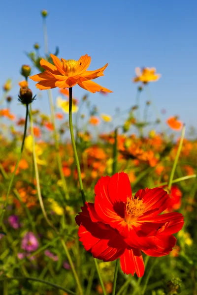 stock image Cosmos flowers garden