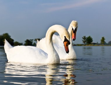 White swans clipart