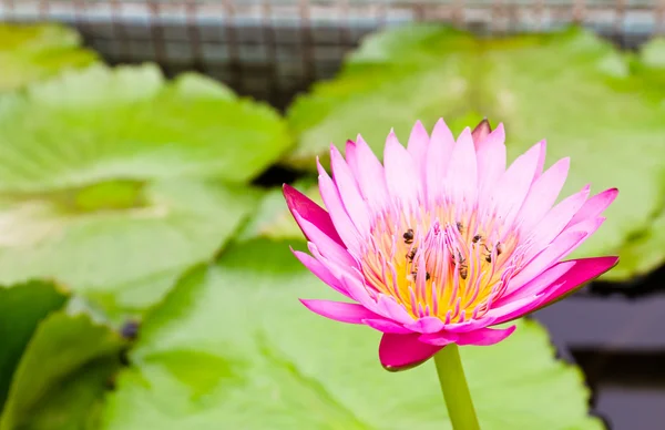 Bees on Water lily — Stock Photo, Image
