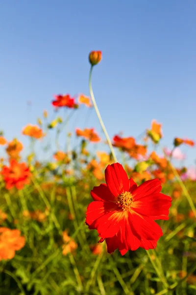 Cosmos flowers garden — Stock Photo, Image