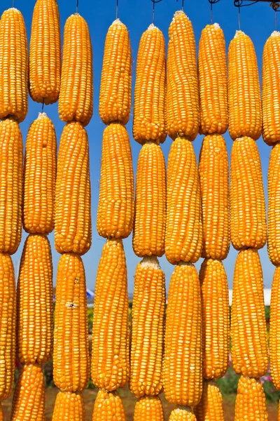 Кукуруза в ряд — стоковое фото