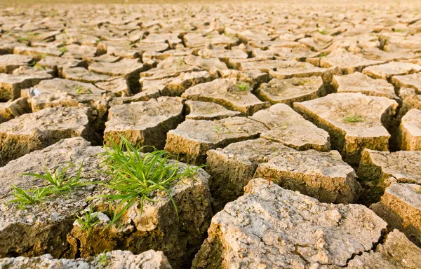 Cracked earth with grass — Stock Photo, Image