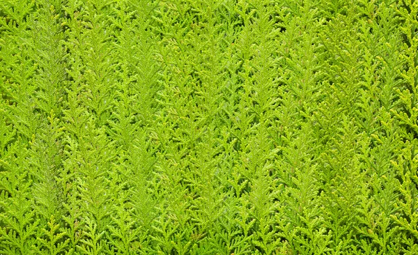 Blätter von Zypressen — Stockfoto