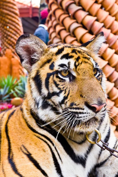 stock image Tiger portrait1