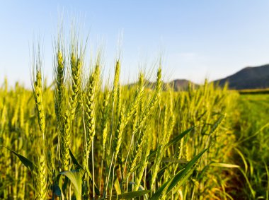 Green barley field2 clipart