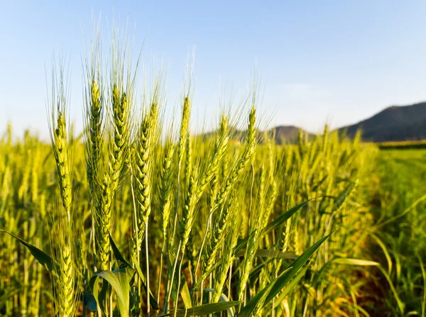 stock image Green barley field2