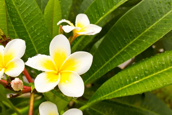LAN thom witte bloemen — Stockfoto