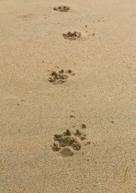 Dogs footprints clipart