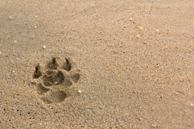 Köpeklerin ayak izleri