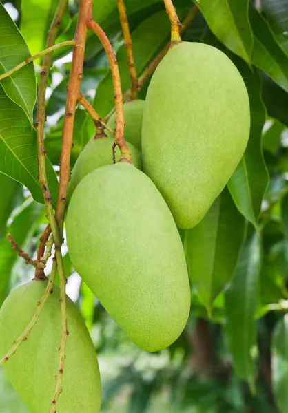 Een groene mangoboom — Stockfoto