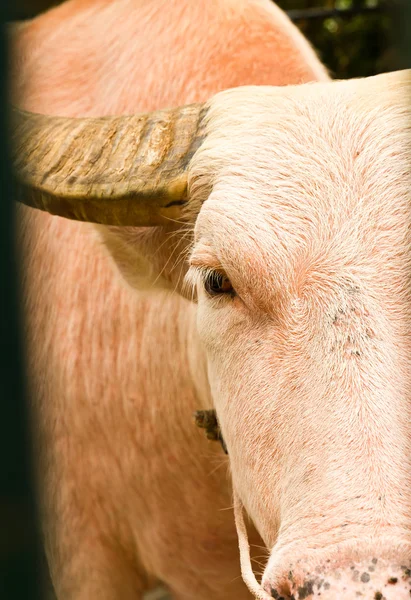 Альбинос водяной буйвол крупным планом — стоковое фото