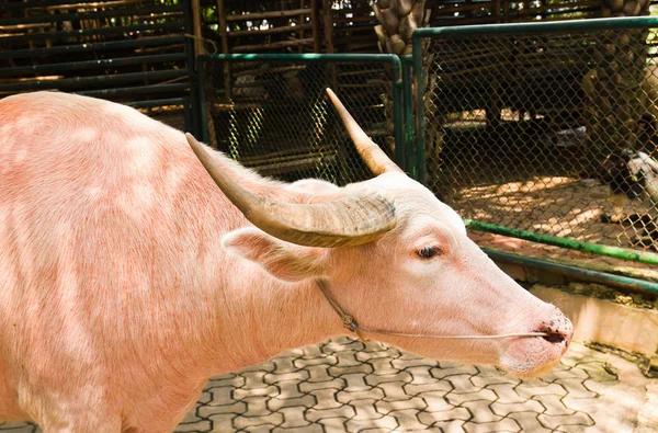 Альбінового водяного буйвола — стокове фото