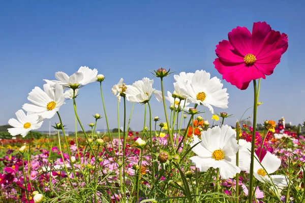 개화 코스모스 꽃밭 — 스톡 사진
