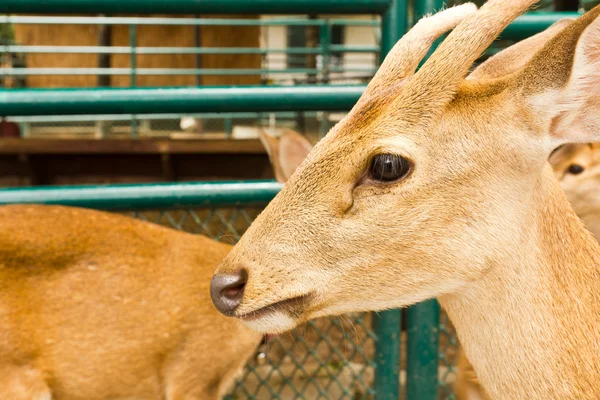 Deer head close-up — Stock Photo, Image