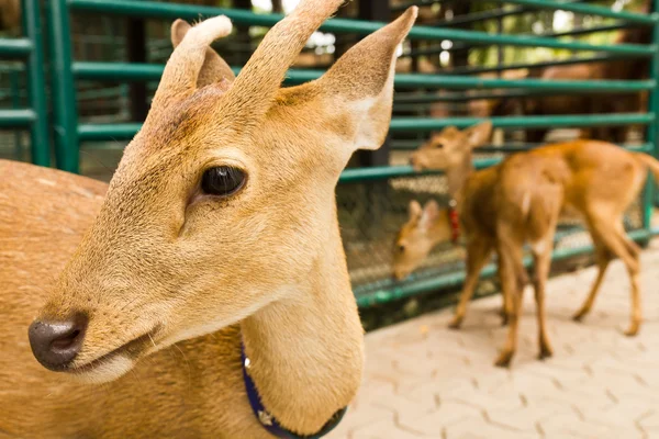 Deer head close-up1 — Stock Photo, Image