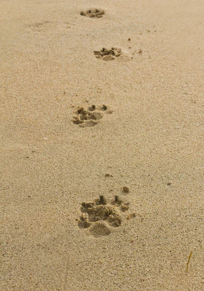 Dogs footprints — Stock Photo, Image