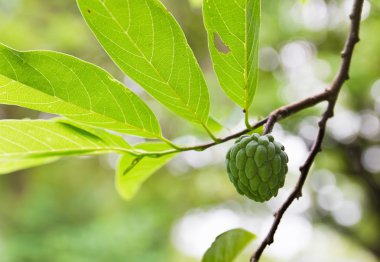 Custard apple clipart