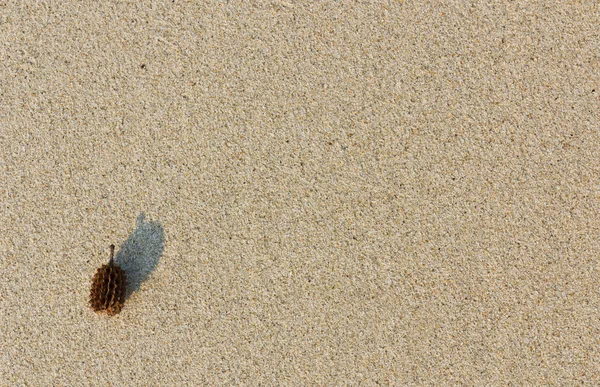 stock image Pine nut on sand