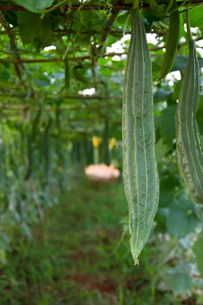 Thai zucchini — Stock Photo, Image