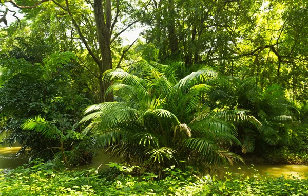 熱帯雨林のジャングル — ストック写真