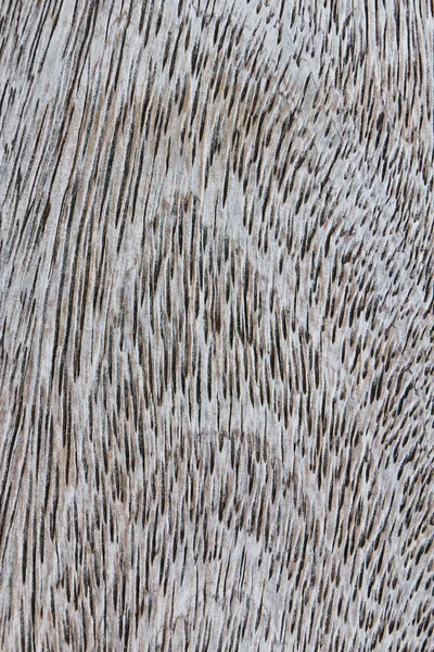 Texture grain bois — Photo