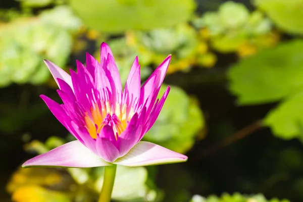 A blooming lotus flower — Stock Photo, Image