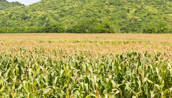 Agrarlandschaft aus Mais — Stockfoto