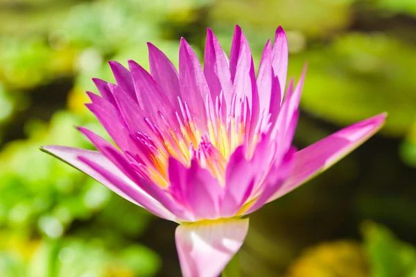 stock image A blooming lotus flower